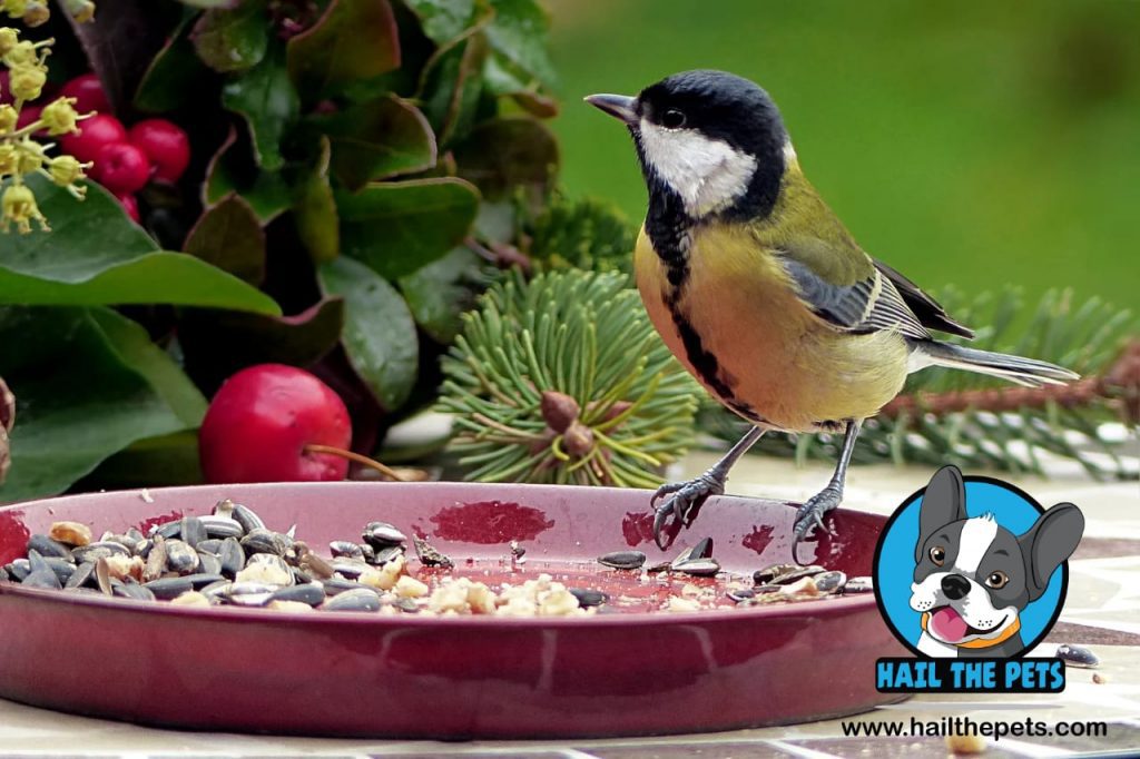 birds and seeds