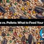 Seeds vs Pellets