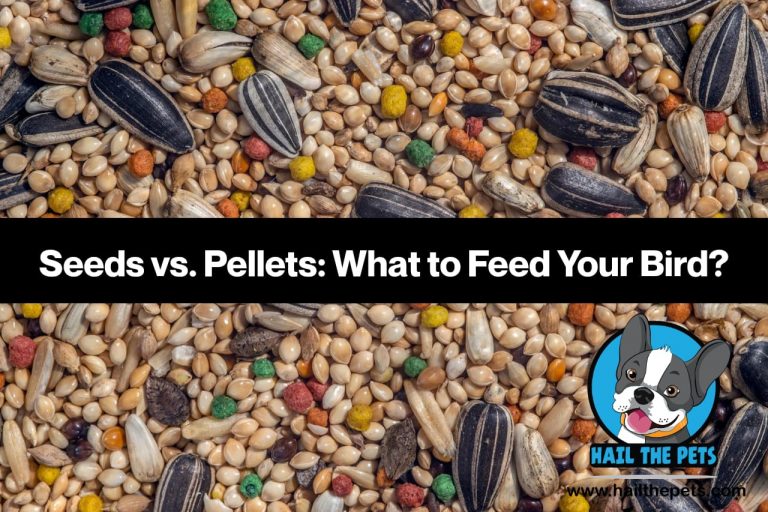 Seeds vs Pellets
