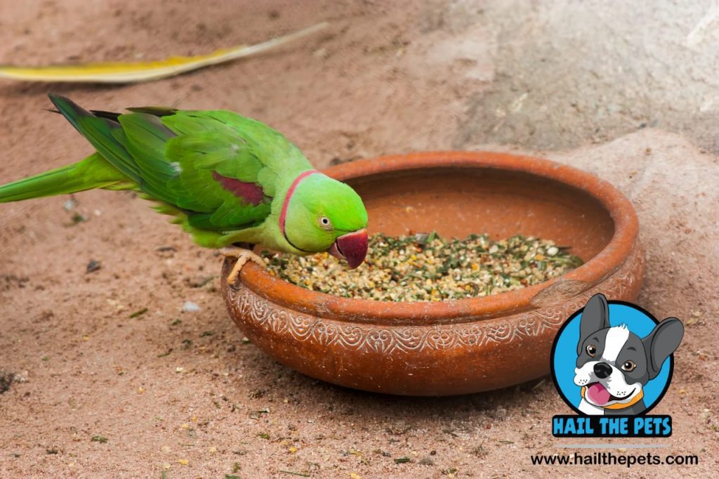 bird pellet