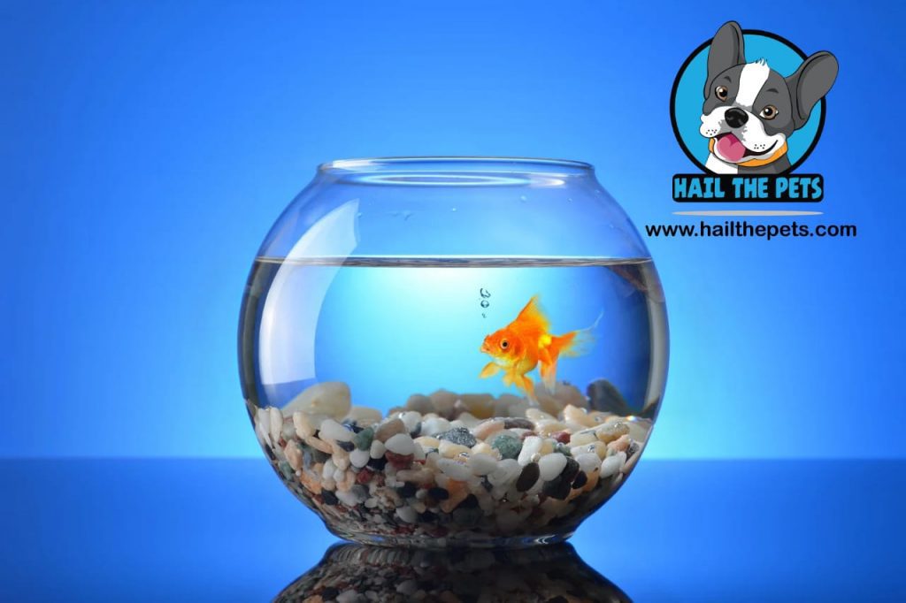 why is my fish stressed?