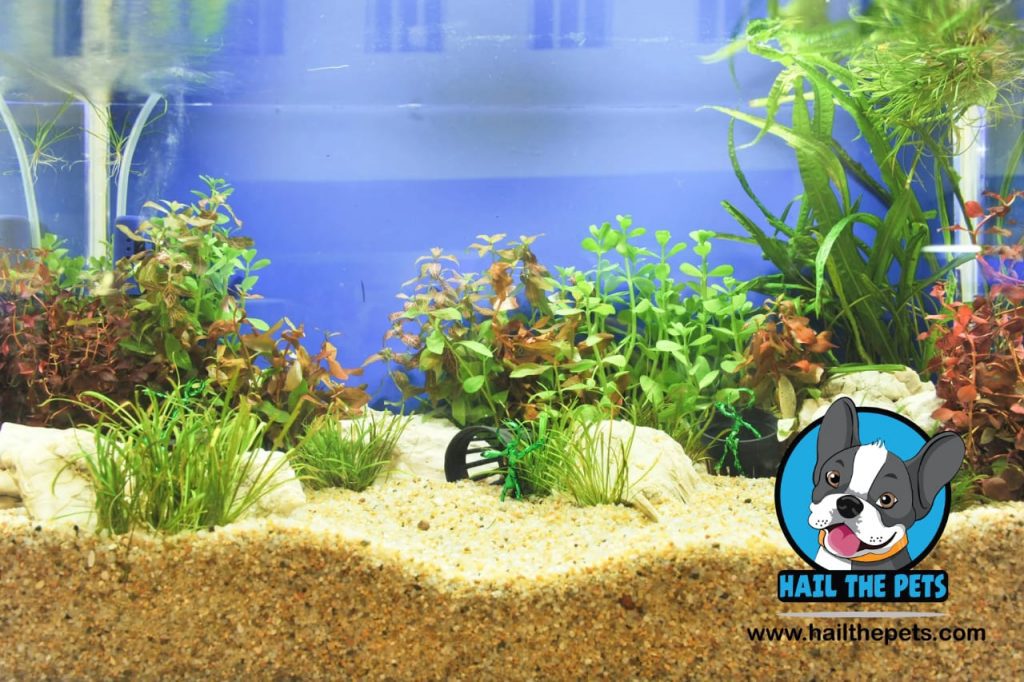 how to reduce stress in aquarium fish 