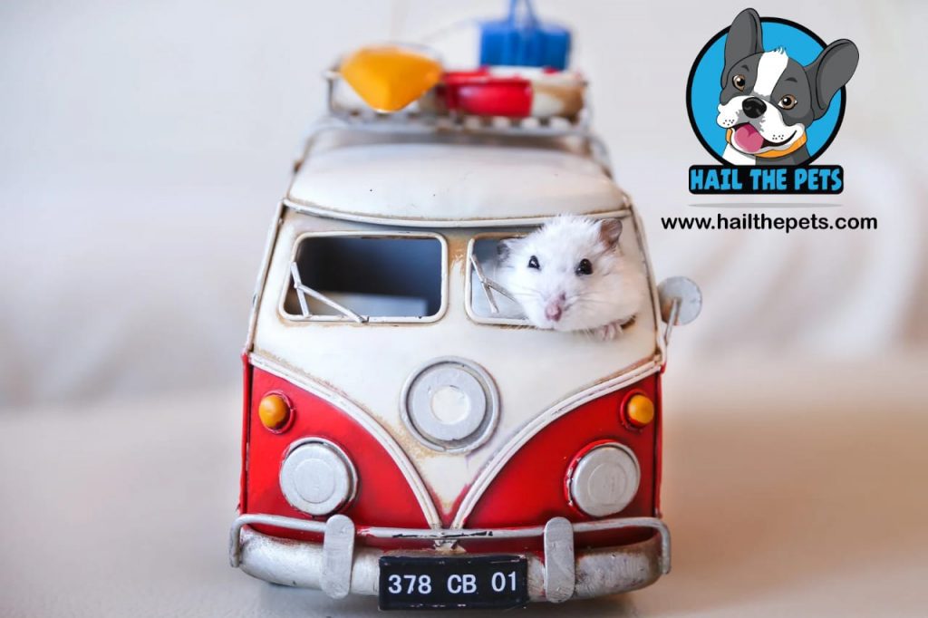 pet mice
