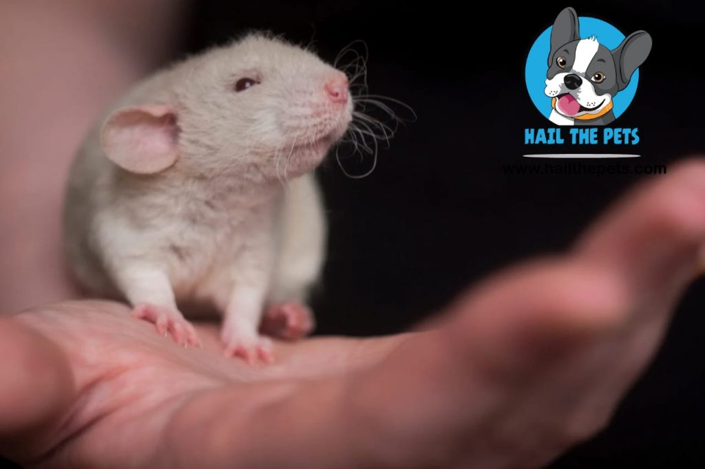 white mouse