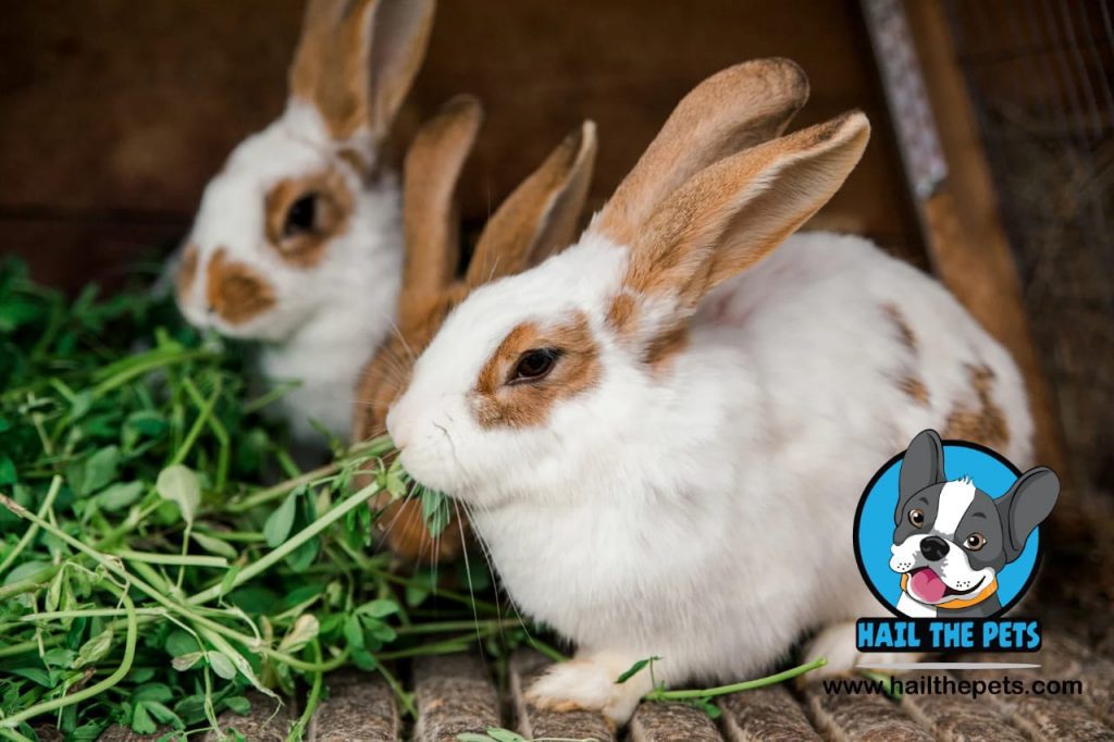 rabbit sounds meaning