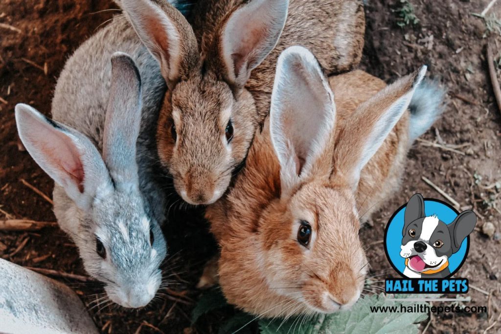 bunny sounds