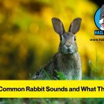rabbit sounds