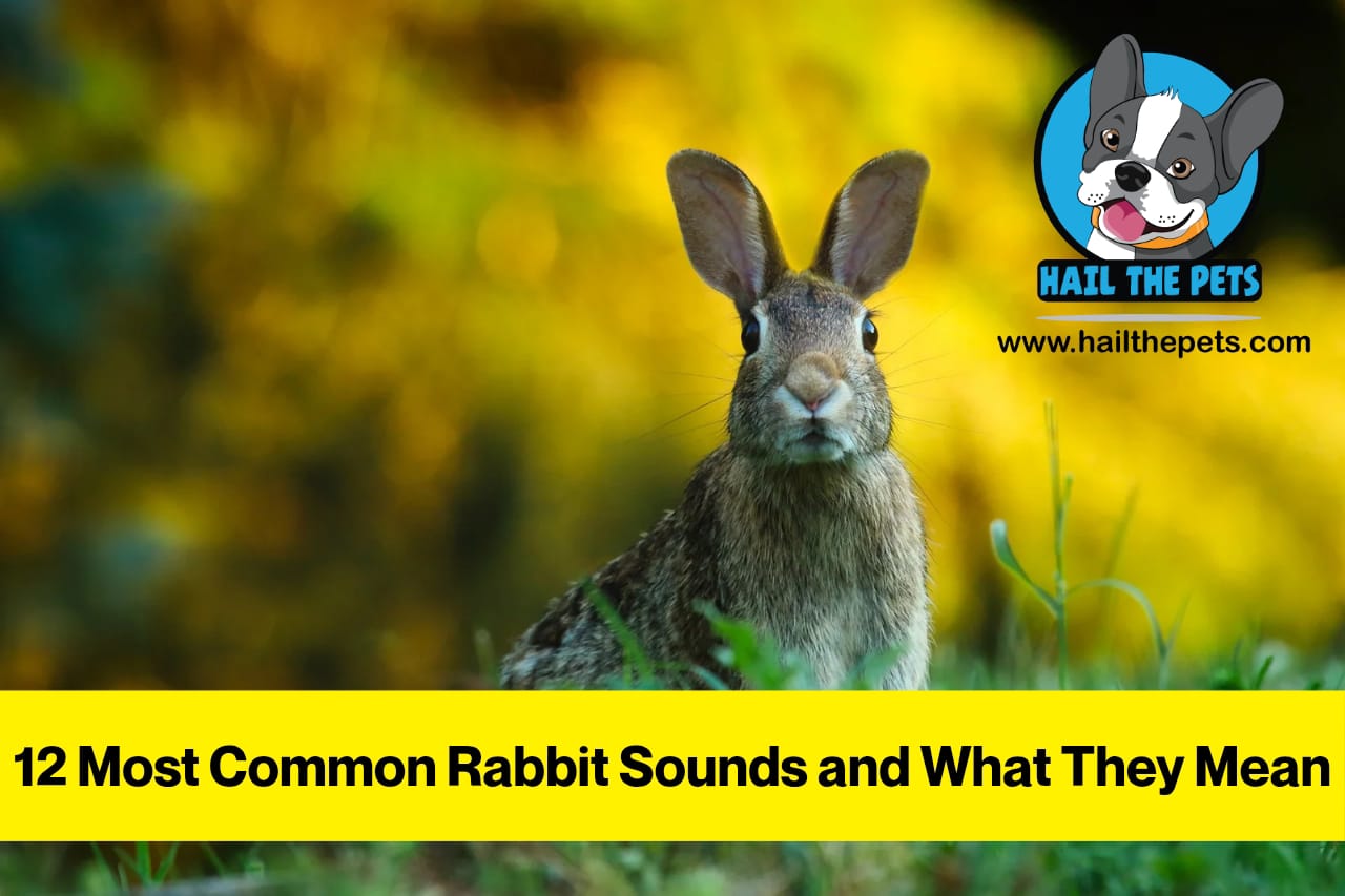rabbit sounds