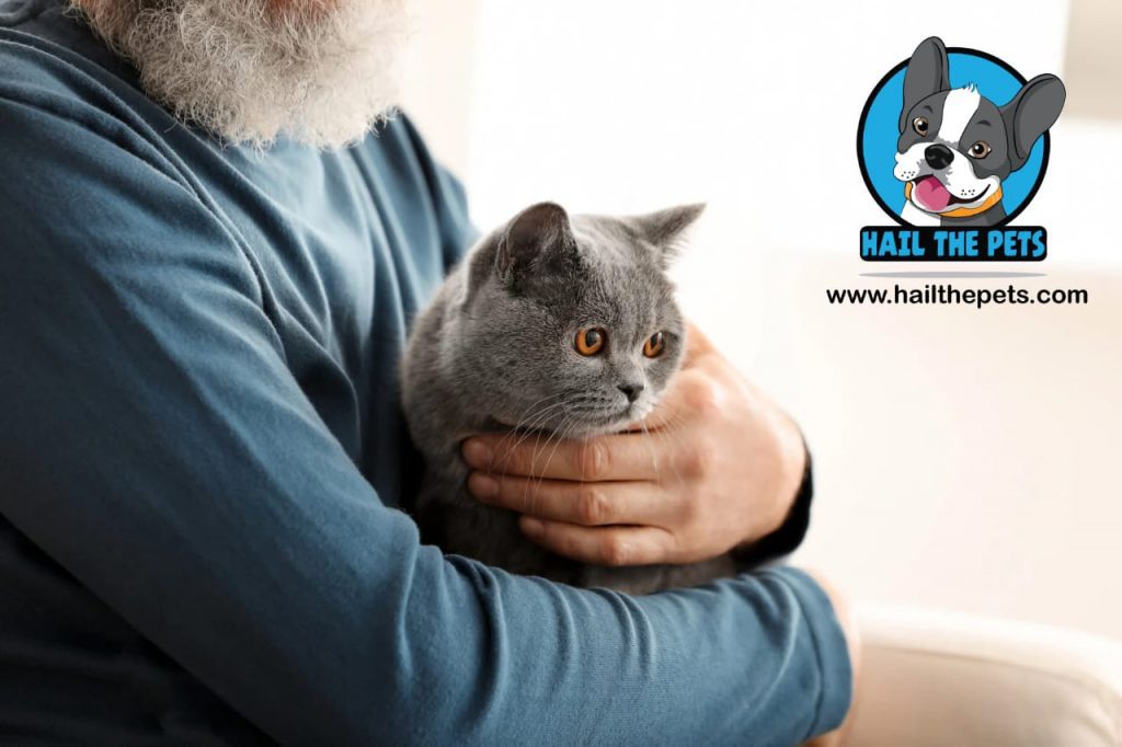 best cat food for senior cats