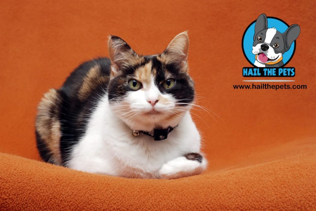 senior cat