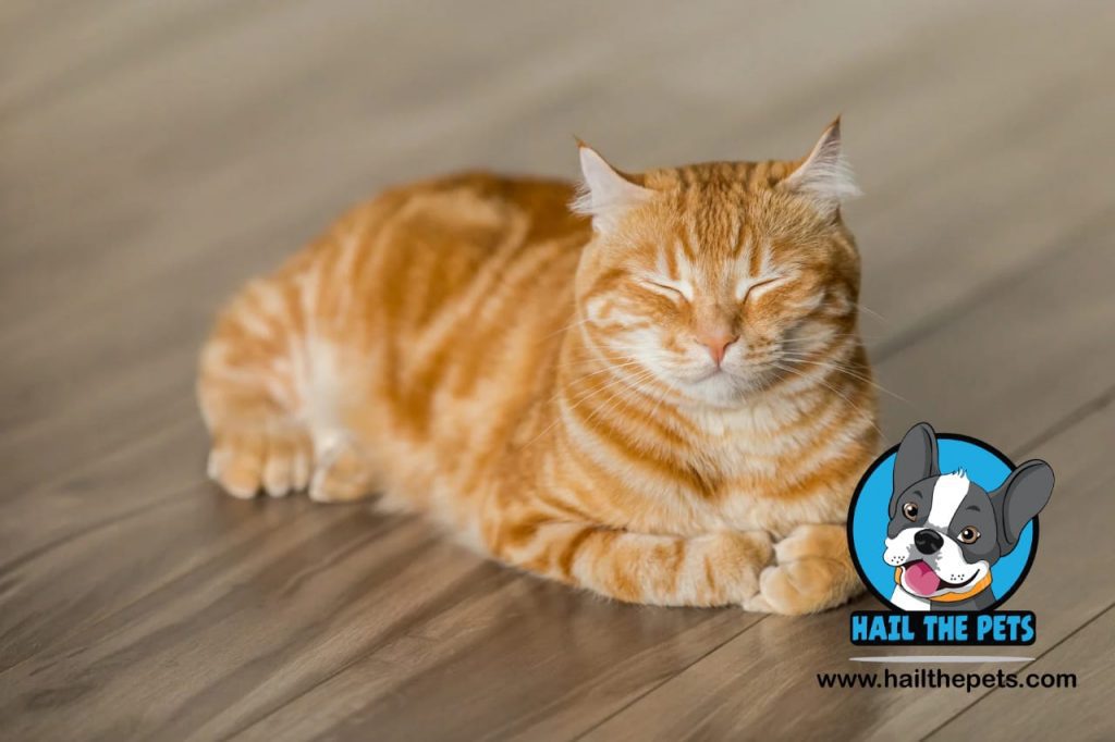 senior cat age