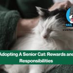 senior cat