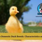 Domestic duck breeds