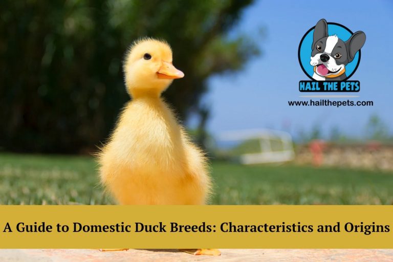 Domestic duck breeds