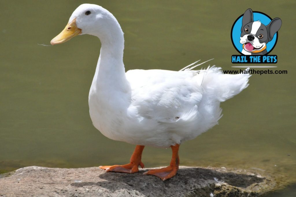Muscovy duck characteristics