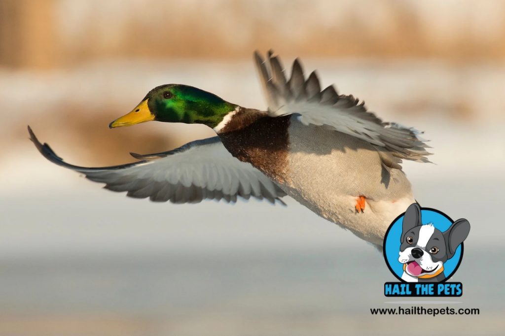 Domestic duck breeds