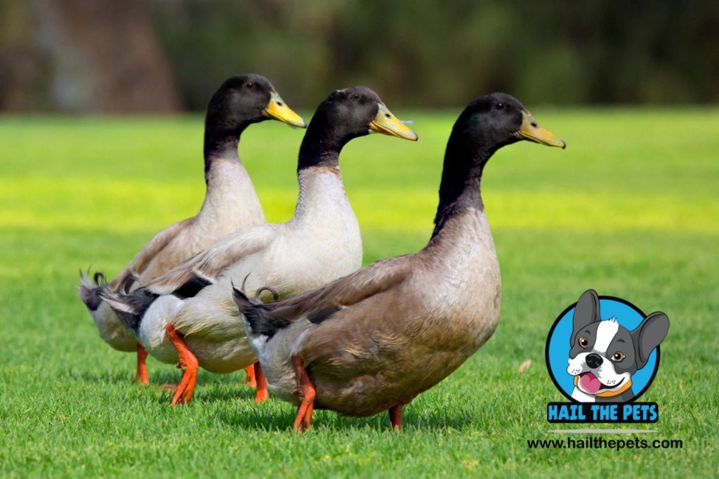 Popular duck breeds worldwide