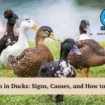 Botulism in ducks
