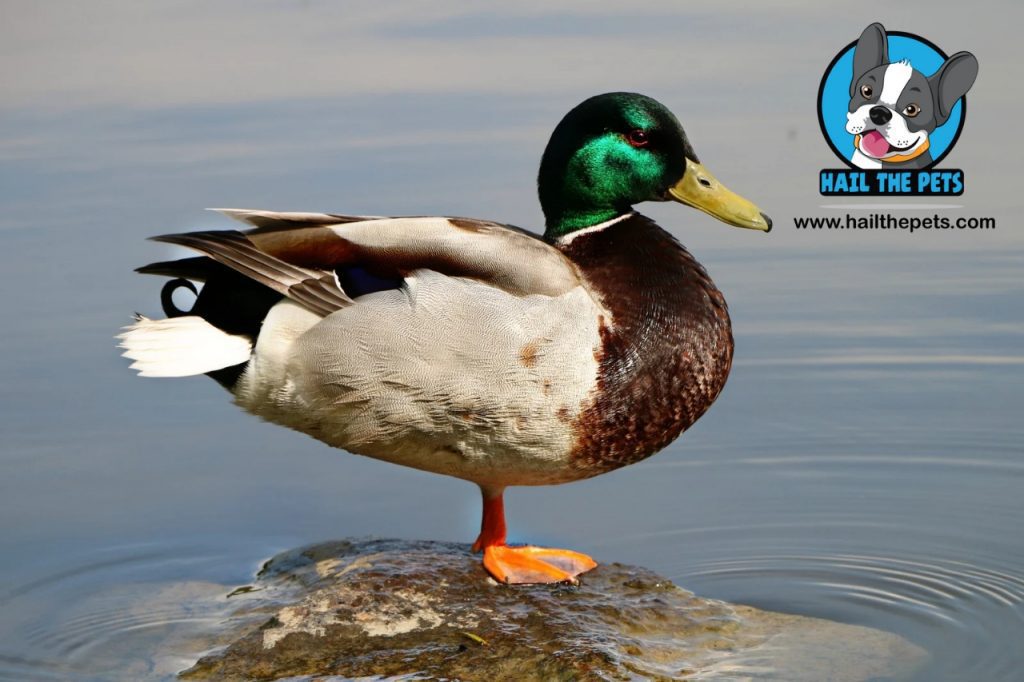 Botulism in ducks