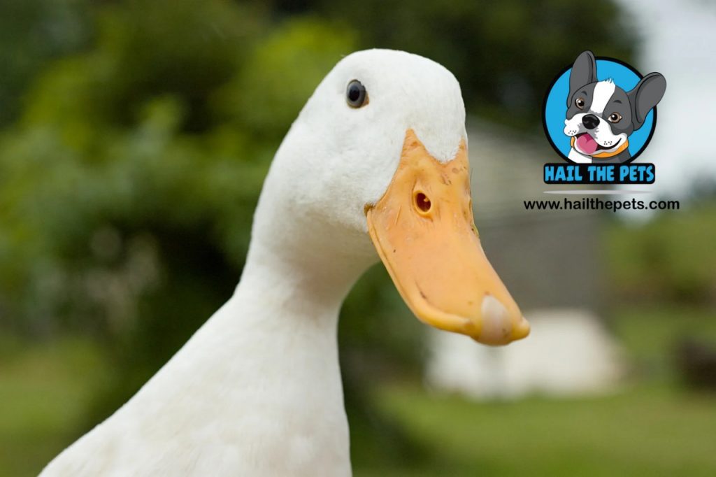 Symptoms of botulism in waterfowl