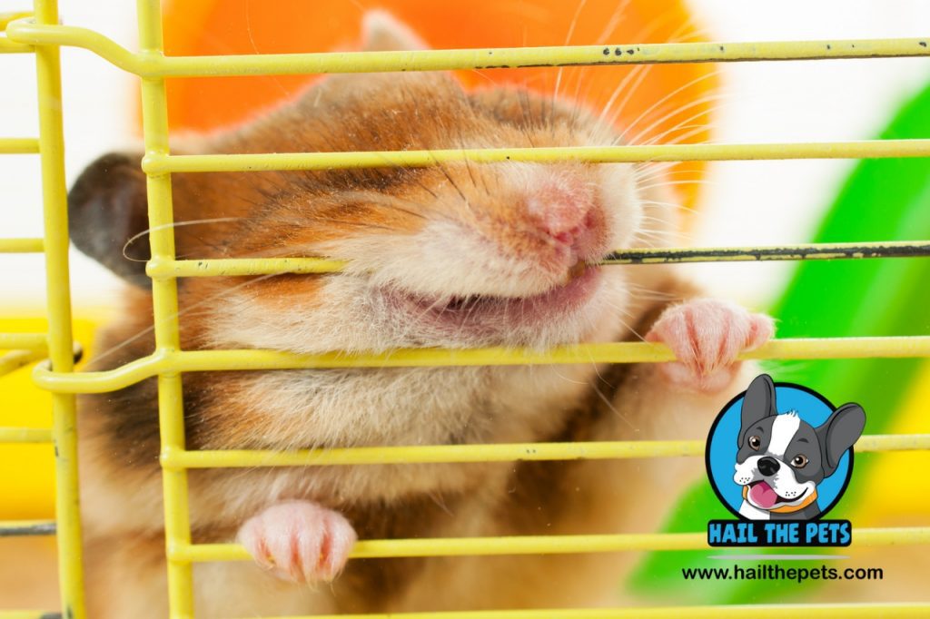 Best hamster bedding materials