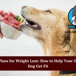dog diet plans for weight loss