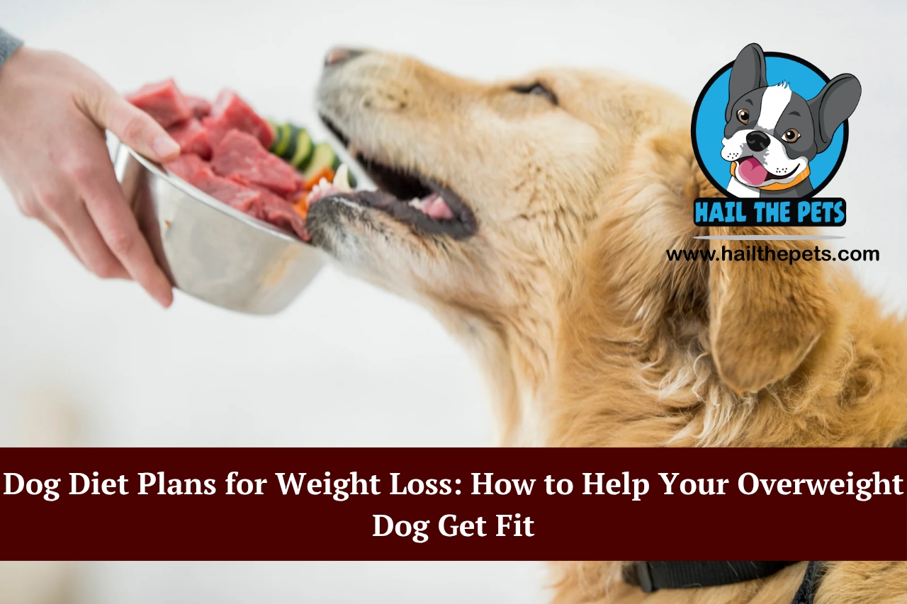 Dog Diet Plans for Weight Loss: How to Help Your Overweight Dog Get Fit- July 2025