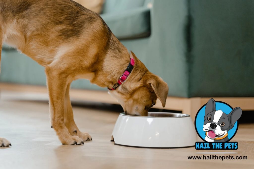 best weight management tips for dogs