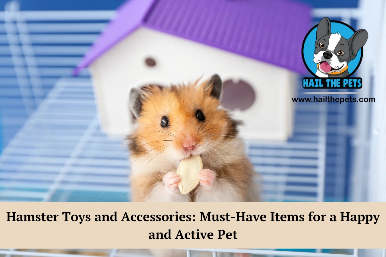 Hamster toys and accessories