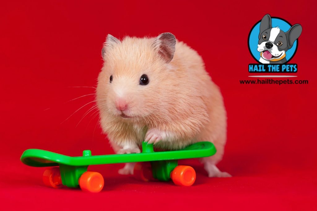 Hamster toys and accessories	