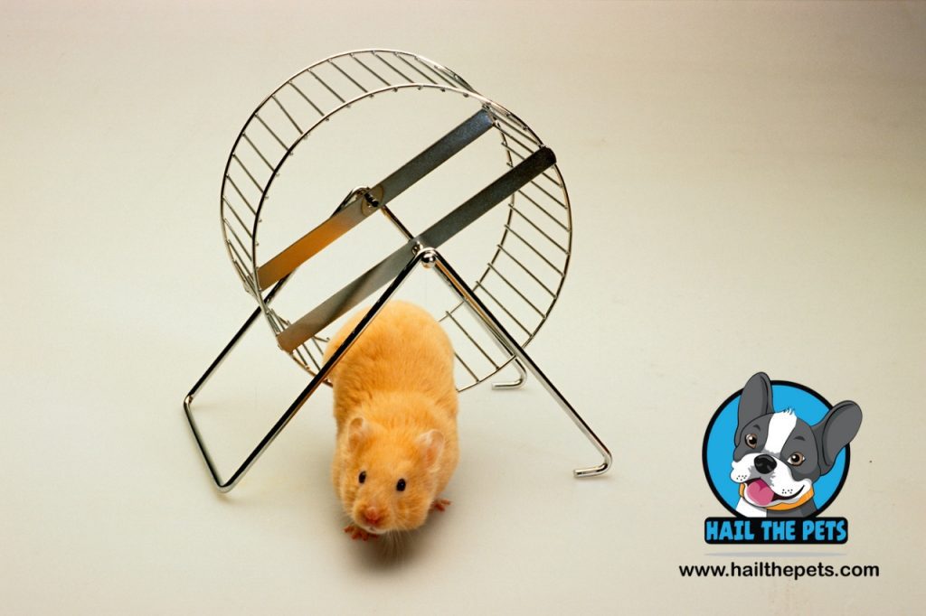 DIY hamster toys and enrichment ideas 