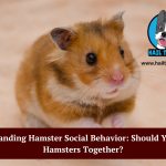 hamsters solitary animals?