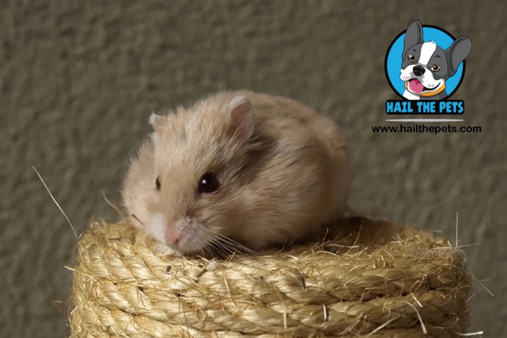 hamsters solitary animals?