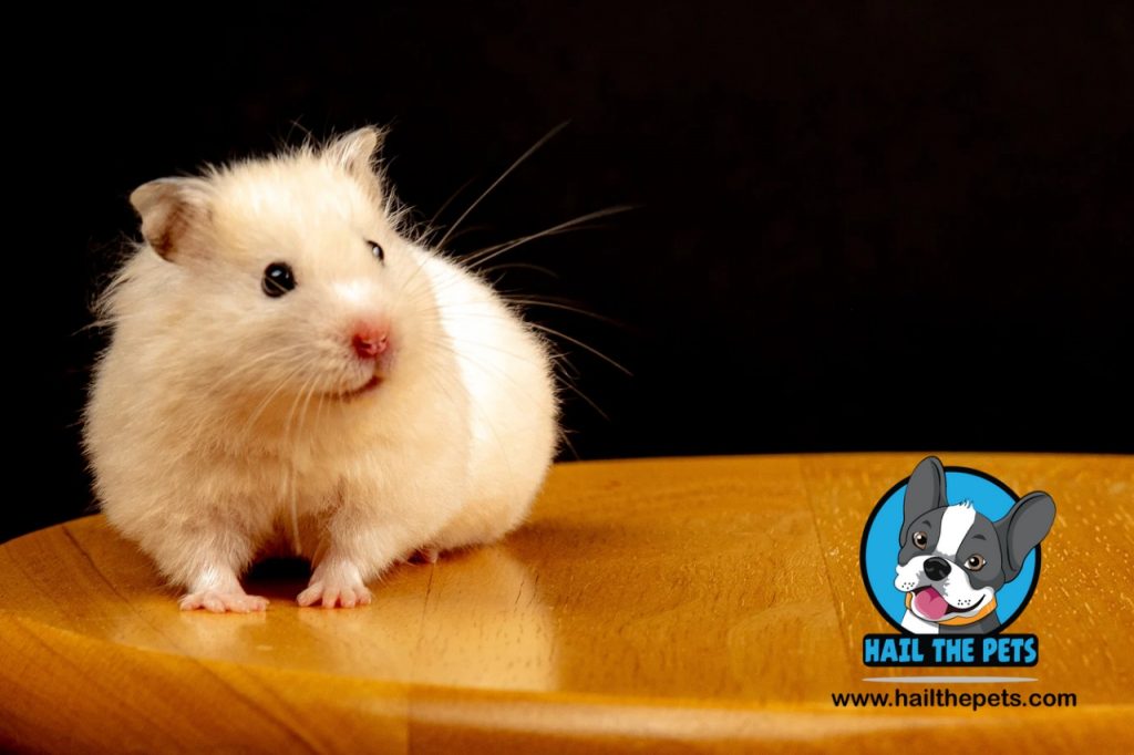 Syrian hamster aggression