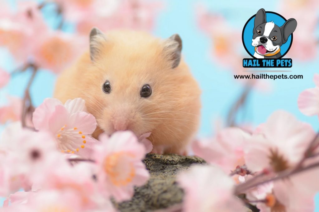 Keeping dwarf hamsters in pairs