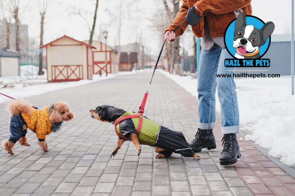 why do dogs bark excessively