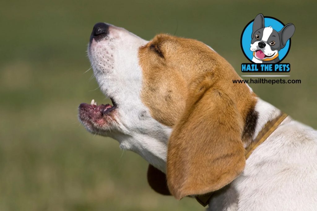 dog barking training tips
