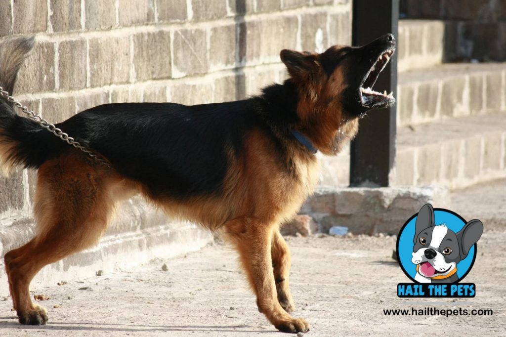 excessive dog barking	