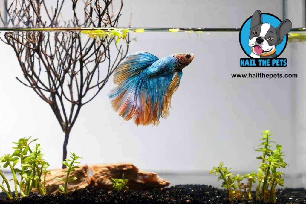 beginner fishkeeping tips