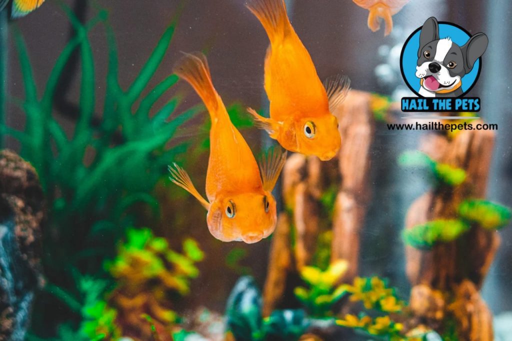 how to cycle a fish tank properly