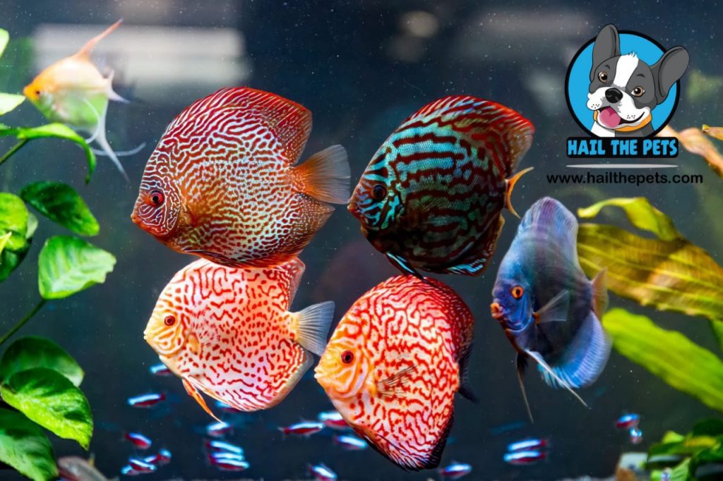 overfeeding fish problems