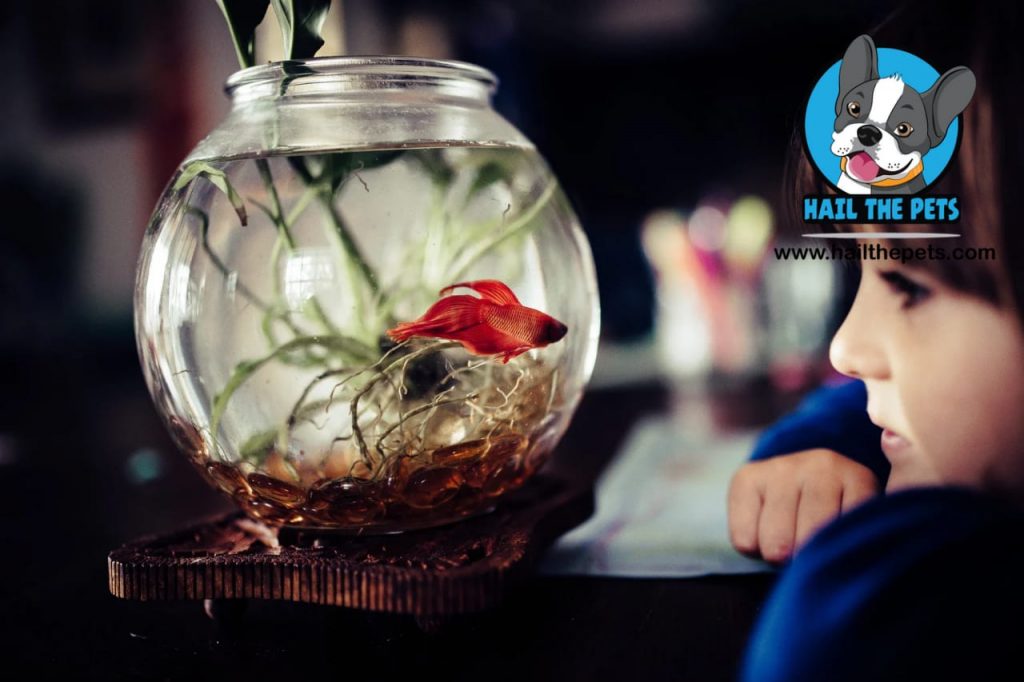 common mistakes in fish care