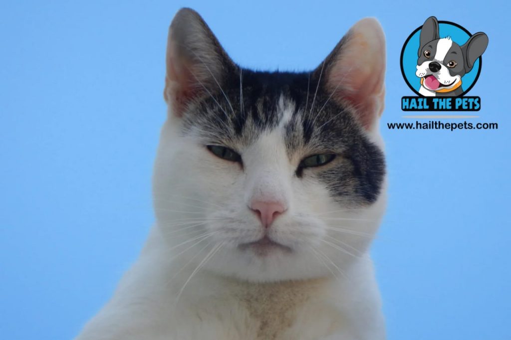 weird cat behaviors explained