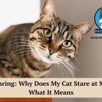 cat staring