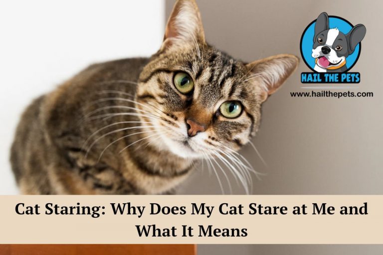 cat staring
