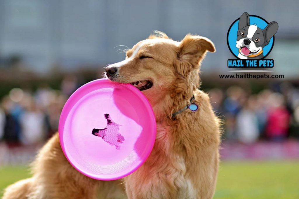 DIY brain games for dogs