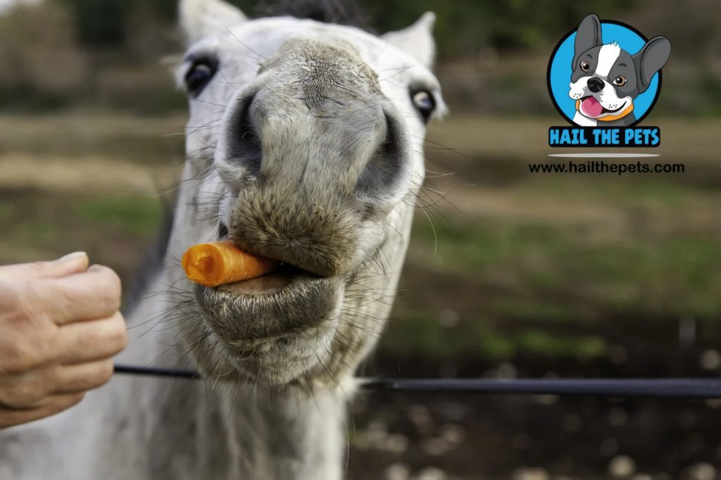 prebiotics and probiotics for horses	