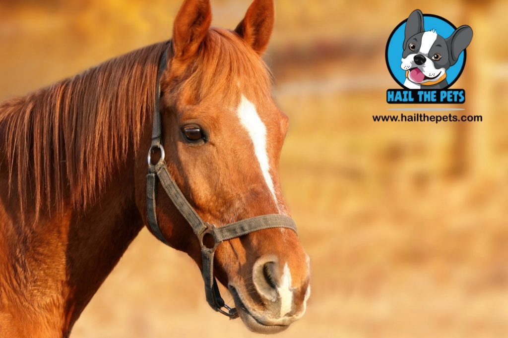 Benefits of probiotics in equine diets 