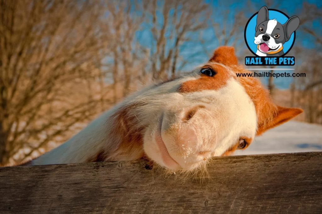 Equine gut health supplements