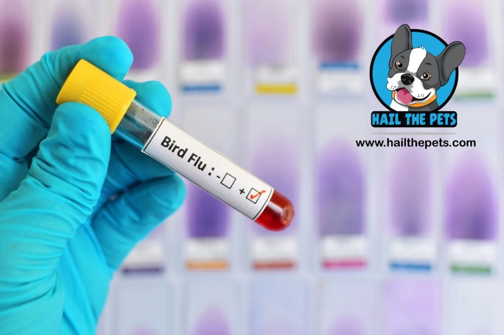 Bird flu transmission to pets 